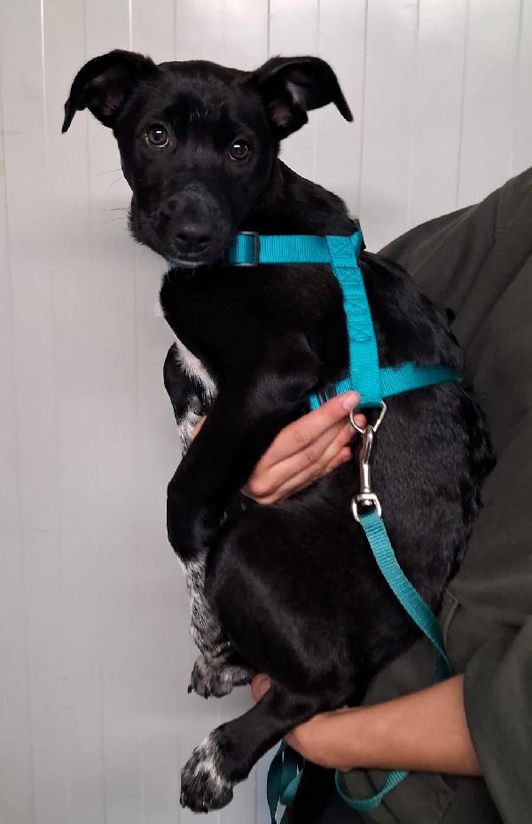 ELETTRA CUCCIOLA Foto 3